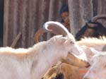 goats 8